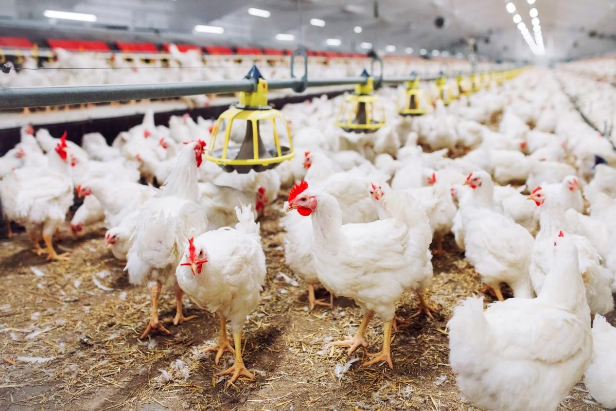 How to choose a fan for poultry house